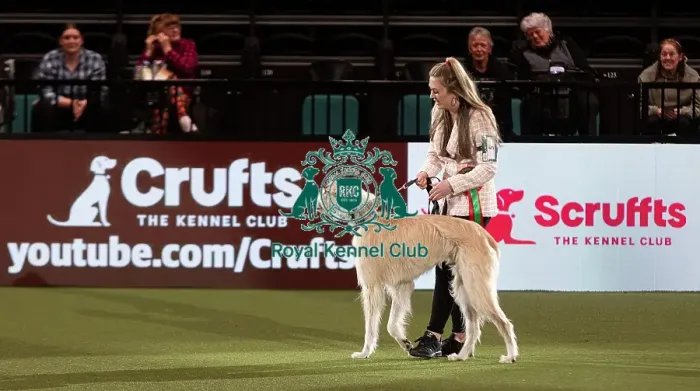 Framed Print : D-C-D-0-1-9-0 Crufts 2024 NEC Birmingham Day 3 Framed Print : D-C-D-0-1-9-0 Crufts 2024 NEC Birmingham Day 3