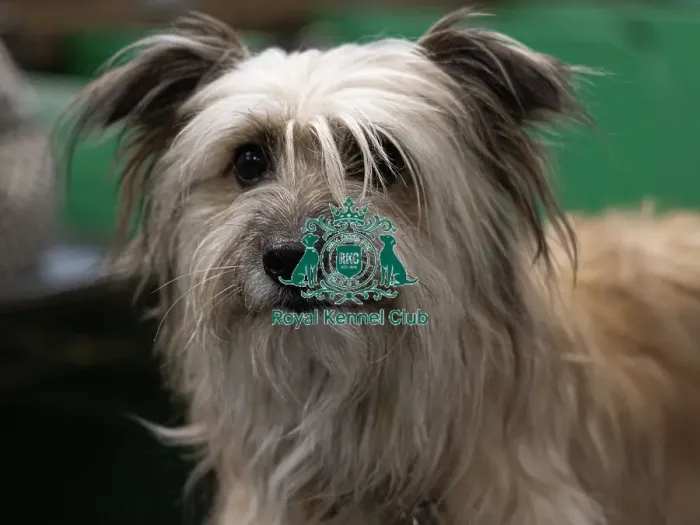Framed Print : D-C-D-0-1-9-0 Crufts 2024 NEC Birmingham Day 3 Framed Print : D-C-D-0-1-9-0 Crufts 2024 NEC Birmingham Day 3