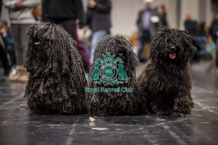 Framed Print : D-C-D-0-1-9-0 Crufts 2024 NEC Birmingham Day 3