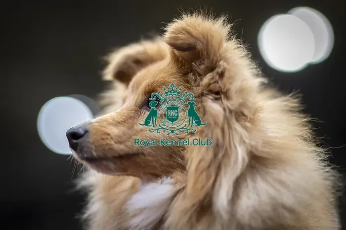 Framed Print : D-C-D-0-1-9-0 Crufts 2024 NEC Birmingham Day 3 Framed Print : D-C-D-0-1-9-0 Crufts 2024 NEC Birmingham Day 3