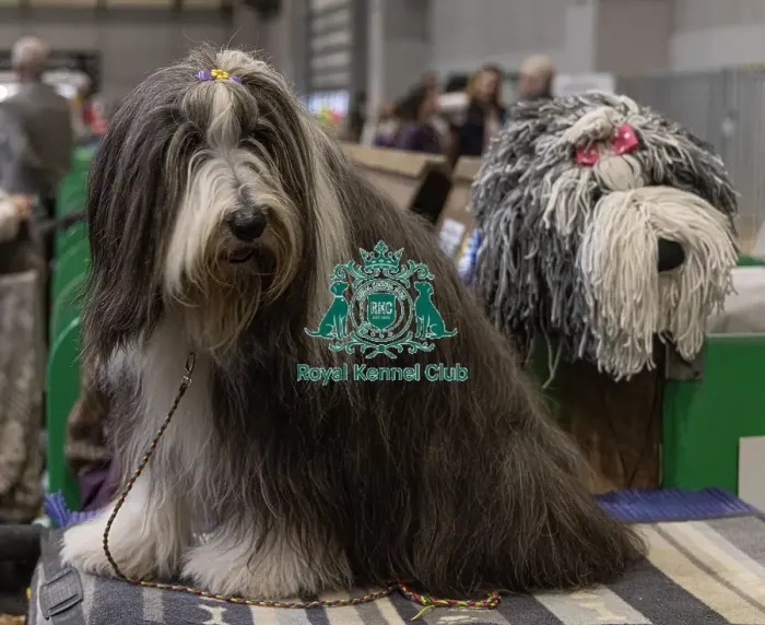 Framed Print : D-C-D-0-1-9-0 Crufts 2024 NEC Birmingham Day 3 Framed Print : D-C-D-0-1-9-0 Crufts 2024 NEC Birmingham Day 3