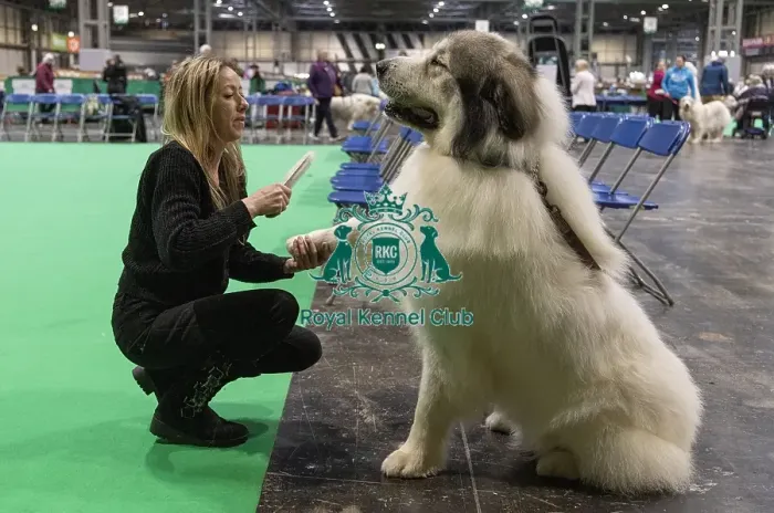 Framed Print : D-C-D-0-1-9-0 Crufts 2024 NEC Birmingham Day 3 Framed Print : D-C-D-0-1-9-0 Crufts 2024 NEC Birmingham Day 3