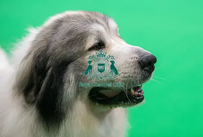 Framed Print : D-C-D-0-1-9-0 Crufts 2024 NEC Birmingham Day 3