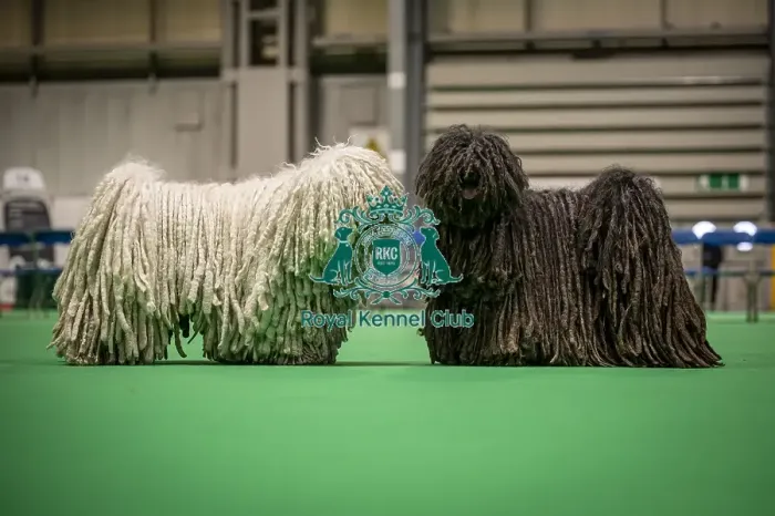 Framed Print : D-C-D-0-1-9-0 Crufts 2024 NEC Birmingham Day 3 Framed Print : D-C-D-0-1-9-0 Crufts 2024 NEC Birmingham Day 3