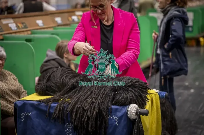 Framed Print : D-C-D-0-1-9-0 Crufts 2024 NEC Birmingham Day 3 Framed Print : D-C-D-0-1-9-0 Crufts 2024 NEC Birmingham Day 3