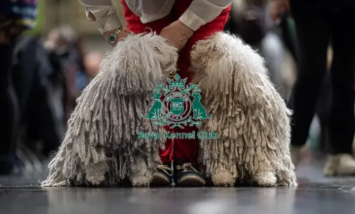 Framed Print : D-C-D-0-1-9-0 Crufts 2024 NEC Birmingham Day 3 Framed Print : D-C-D-0-1-9-0 Crufts 2024 NEC Birmingham Day 3