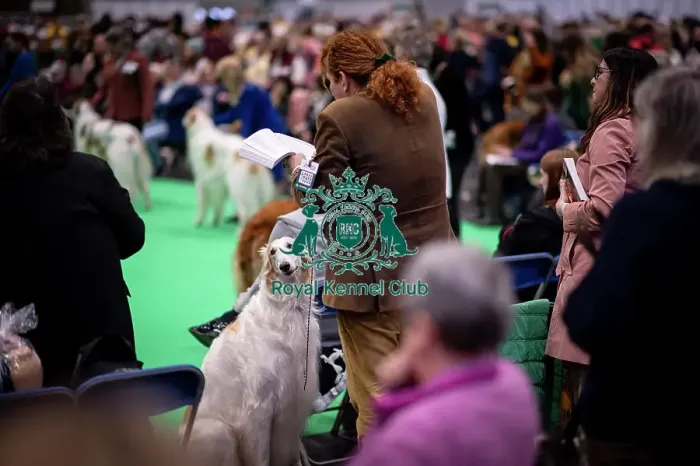 Framed Print : D-C-D-0-1-9-0 Crufts 2024 NEC Birmingham Day 4 Framed Print : D-C-D-0-1-9-0 Crufts 2024 NEC Birmingham Day 4