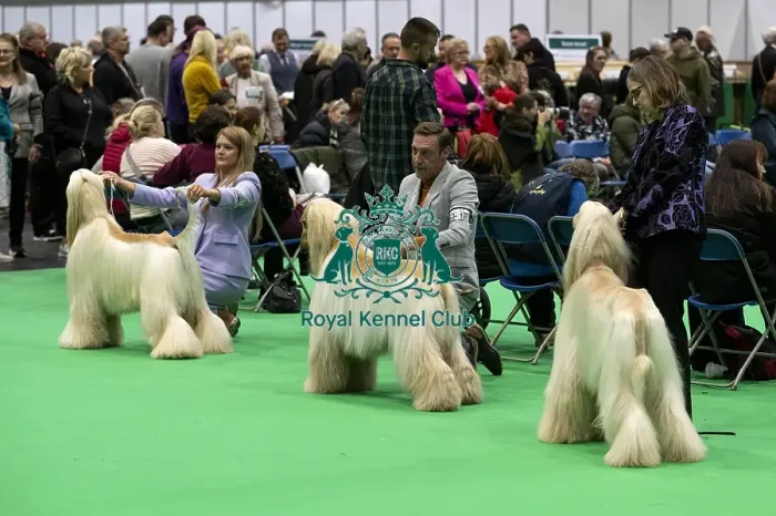 Framed Print : D-C-D-0-1-9-0 Crufts 2024 NEC Birmingham Day 4