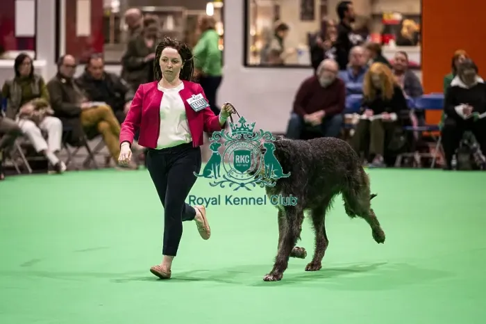 Framed Print : D-C-D-0-1-9-0 Crufts 2024 NEC Birmingham Day 4 Framed Print : D-C-D-0-1-9-0 Crufts 2024 NEC Birmingham Day 4