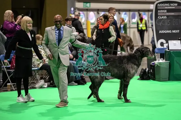 Framed Print : D-C-D-0-1-9-0 Crufts 2024 NEC Birmingham Day 4 Framed Print : D-C-D-0-1-9-0 Crufts 2024 NEC Birmingham Day 4