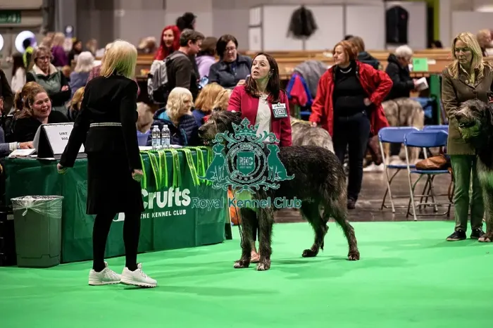 Framed Print : D-C-D-0-1-9-0 Crufts 2024 NEC Birmingham Day 4 Framed Print : D-C-D-0-1-9-0 Crufts 2024 NEC Birmingham Day 4