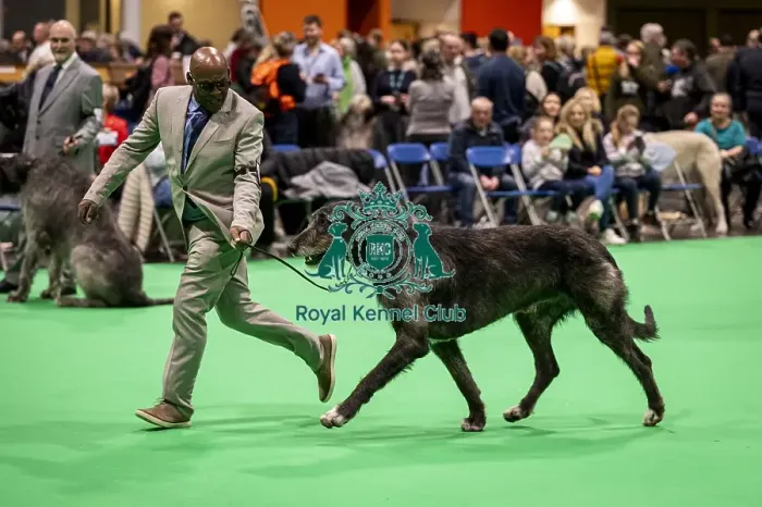 Framed Print : D-C-D-0-1-9-0 Crufts 2024 NEC Birmingham Day 4 Framed Print : D-C-D-0-1-9-0 Crufts 2024 NEC Birmingham Day 4