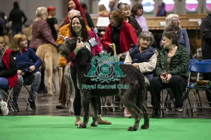 Framed Print : D-C-D-0-1-9-0 Crufts 2024 NEC Birmingham Day 4 Framed Print : D-C-D-0-1-9-0 Crufts 2024 NEC Birmingham Day 4