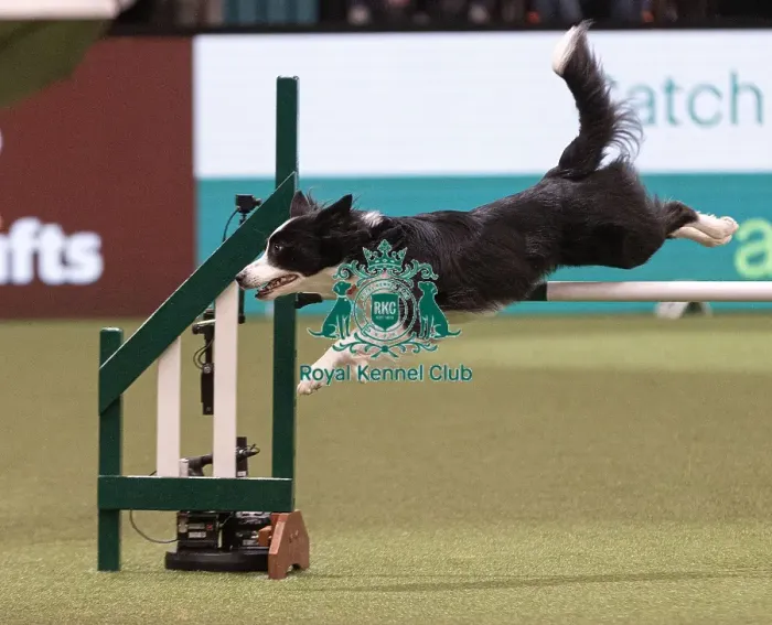 Framed Print : D-C-D-0-1-9-0 Crufts 2024 NEC Birmingham Day 4 Framed Print : D-C-D-0-1-9-0 Crufts 2024 NEC Birmingham Day 4