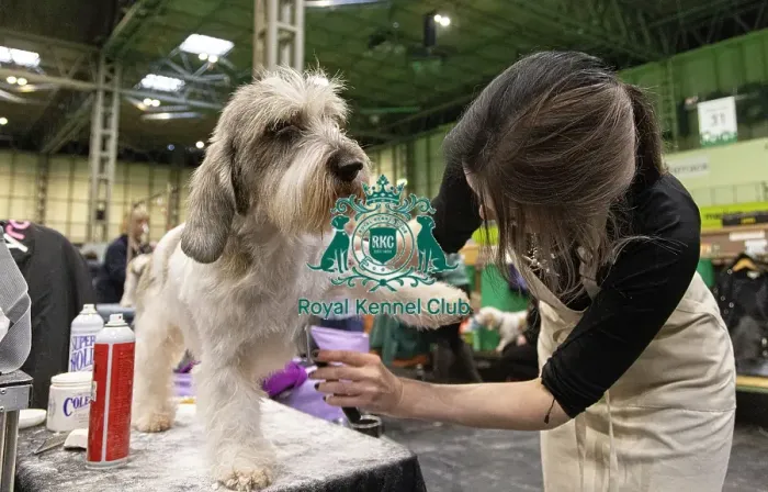 Framed Print : D-C-D-0-1-9-0 Crufts 2024 NEC Birmingham Day 4 Framed Print : D-C-D-0-1-9-0 Crufts 2024 NEC Birmingham Day 4