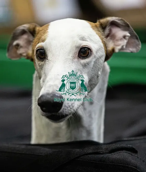 Framed Print : D-C-D-0-1-9-0 Crufts 2024 NEC Birmingham Day 4 Framed Print : D-C-D-0-1-9-0 Crufts 2024 NEC Birmingham Day 4