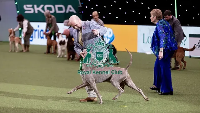 Framed Print : D-C-D-0-1-9-0 Crufts 2024 NEC Birmingham Gundog