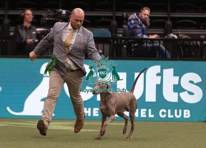 Framed Print : D-C-D-0-1-9-0 Crufts 2024 NEC Birmingham Gundog