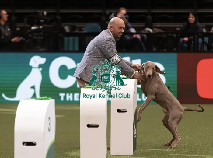 Framed Print : D-C-D-0-1-9-0 Crufts 2024 NEC Birmingham Gundog