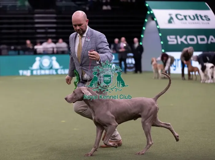 Framed Print : D-C-D-0-1-9-0 Crufts 2024 NEC Birmingham Gundog