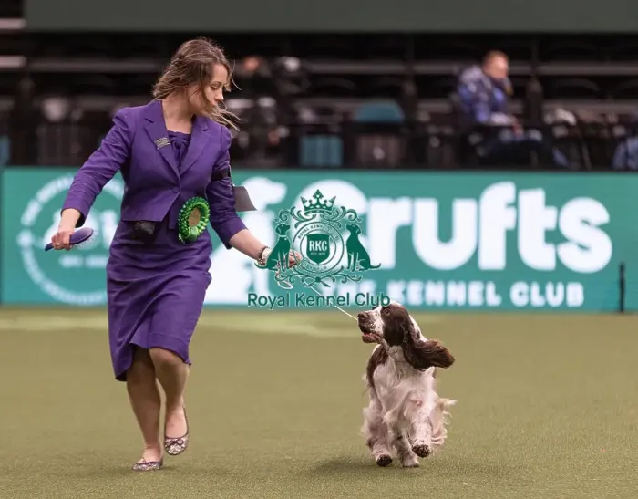 Framed Print : D-C-D-0-1-9-0 Crufts 2024 NEC Birmingham Gundog Framed Print : D-C-D-0-1-9-0 Crufts 2024 NEC Birmingham Gundog
