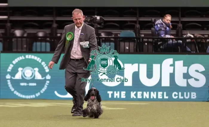 Framed Print : D-C-D-0-1-9-0 Crufts 2024 NEC Birmingham Gundog