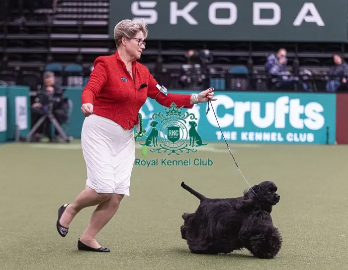 Framed Print : D-C-D-0-1-9-0 Crufts 2024 NEC Birmingham Gundog