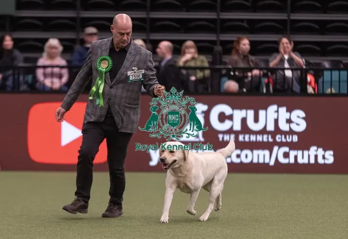Framed Print : D-C-D-0-1-9-0 Crufts 2024 NEC Birmingham Gundog