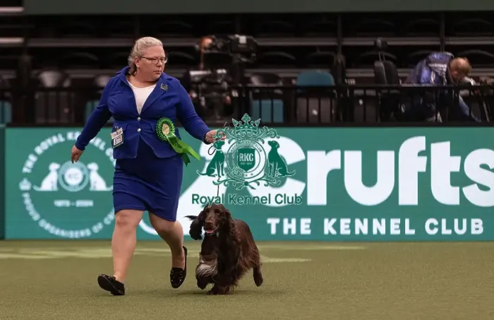 Framed Print : D-C-D-0-1-9-0 Crufts 2024 NEC Birmingham Gundog