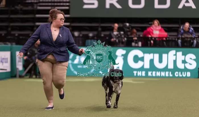 Framed Print : D-C-D-0-1-9-0 Crufts 2024 NEC Birmingham Gundog Framed Print : D-C-D-0-1-9-0 Crufts 2024 NEC Birmingham Gundog