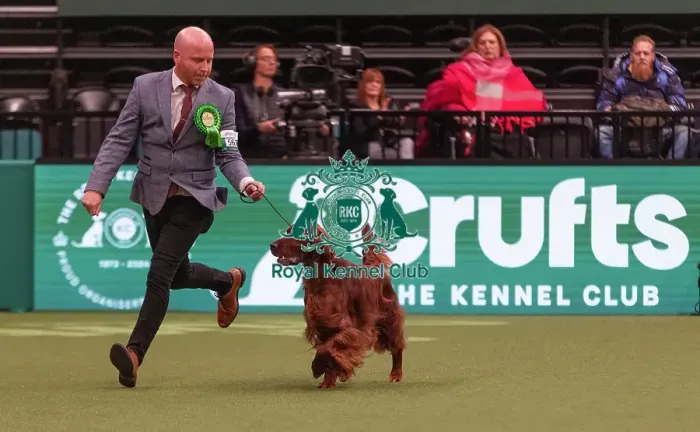 Framed Print : D-C-D-0-1-9-0 Crufts 2024 NEC Birmingham Gundog