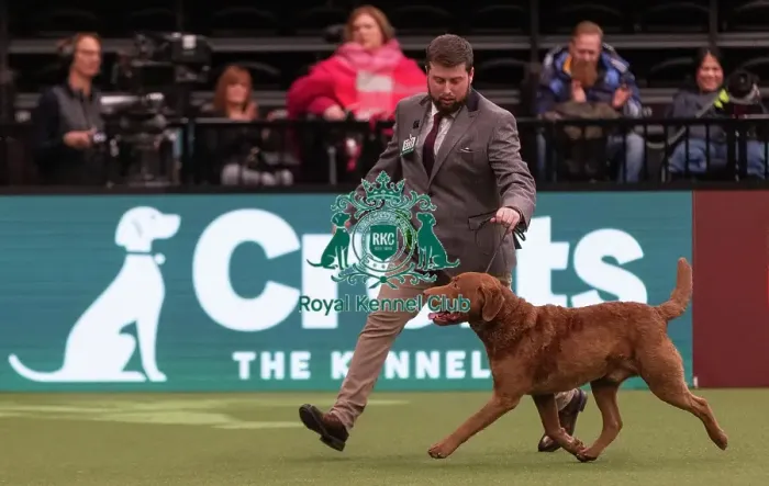 Framed Print : D-C-D-0-1-9-0 Crufts 2024 NEC Birmingham Gundog Framed Print : D-C-D-0-1-9-0 Crufts 2024 NEC Birmingham Gundog