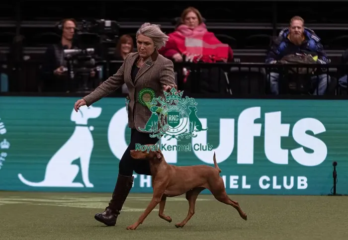 Framed Print : D-C-D-0-1-9-0 Crufts 2024 NEC Birmingham Gundog Framed Print : D-C-D-0-1-9-0 Crufts 2024 NEC Birmingham Gundog