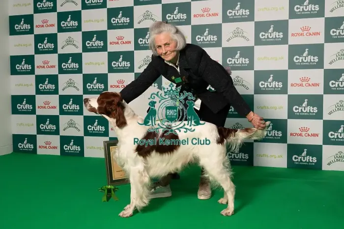 Framed Print : D-C-D-0-1-9-0 Crufts 2024 NEC Birmingham Gundog