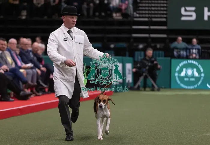 Framed Print : D-C-D-0-1-9-0 Crufts 2024 NEC Birmingham Hound Framed Print : D-C-D-0-1-9-0 Crufts 2024 NEC Birmingham Hound