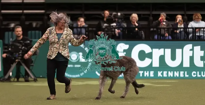 Framed Print : D-C-D-0-1-9-0 Crufts 2024 NEC Birmingham Hound
