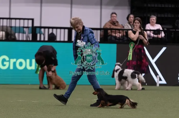 Framed Print : D-C-D-0-1-9-0 Crufts 2024 NEC Birmingham Hound Framed Print : D-C-D-0-1-9-0 Crufts 2024 NEC Birmingham Hound