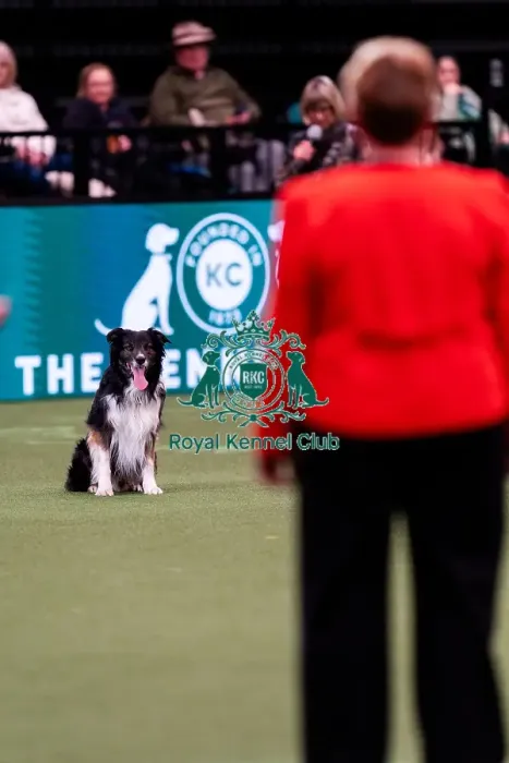 Framed Print : D-C-D-0-1-9-0 Crufts 2024 NEC Birmingham Pastoral Framed Print : D-C-D-0-1-9-0 Crufts 2024 NEC Birmingham Pastoral