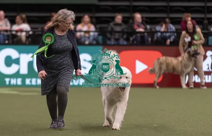 Framed Print : D-C-D-0-1-9-0 Crufts 2024 NEC Birmingham Pastoral