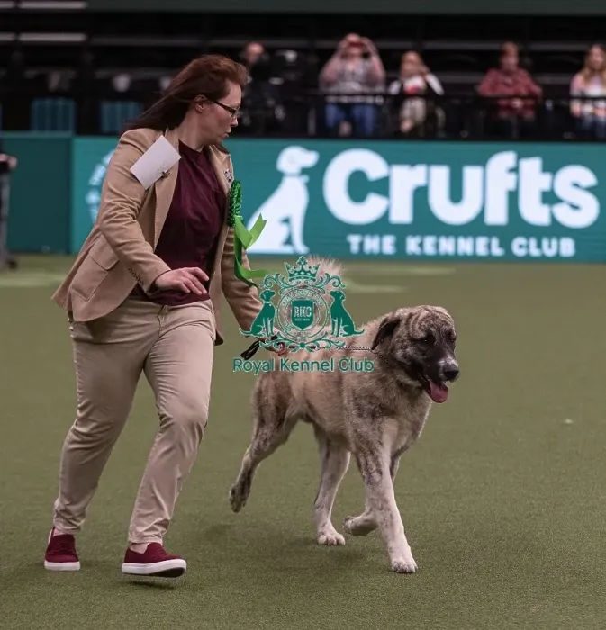 Framed Print : D-C-D-0-1-9-0 Crufts 2024 NEC Birmingham Pastoral Framed Print : D-C-D-0-1-9-0 Crufts 2024 NEC Birmingham Pastoral