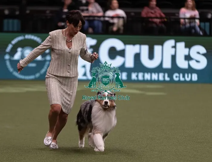 Framed Print : D-C-D-0-1-9-0 Crufts 2024 NEC Birmingham Pastoral Framed Print : D-C-D-0-1-9-0 Crufts 2024 NEC Birmingham Pastoral