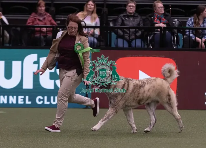Framed Print : D-C-D-0-1-9-0 Crufts 2024 NEC Birmingham Pastoral Framed Print : D-C-D-0-1-9-0 Crufts 2024 NEC Birmingham Pastoral