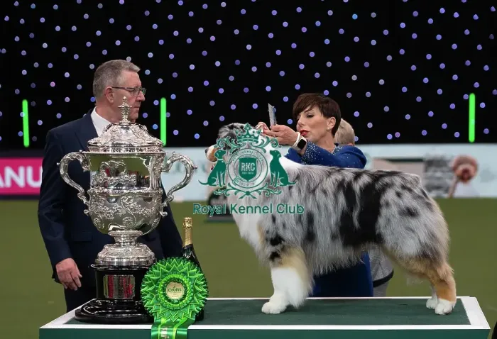 Framed Print : D-C-D-0-1-9-0 Crufts 2024 NEC Birmingham Terrier Framed Print : D-C-D-0-1-9-0 Crufts 2024 NEC Birmingham Terrier