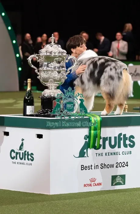 Framed Print : D-C-D-0-1-9-0 Crufts 2024 NEC Birmingham Terrier Framed Print : D-C-D-0-1-9-0 Crufts 2024 NEC Birmingham Terrier