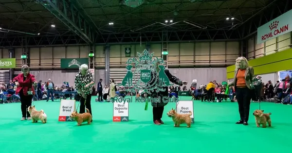 D C D 0 1 9 0 Crufts 2024 NEC Birmingham Terrier Our beautiful  
