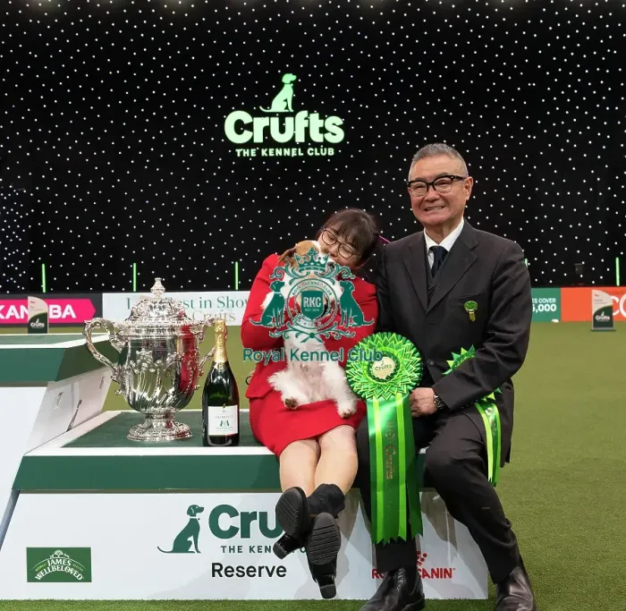 Framed Print : D-C-D-0-1-9-0 Crufts 2024 NEC Birmingham Terrier