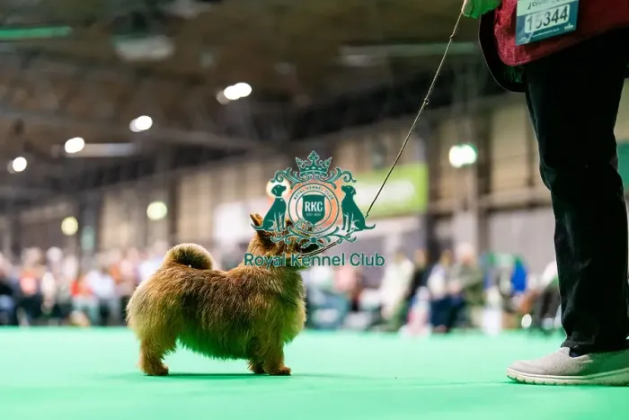 Framed Print : D-C-D-0-1-9-0 Crufts 2024 NEC Birmingham Terrier