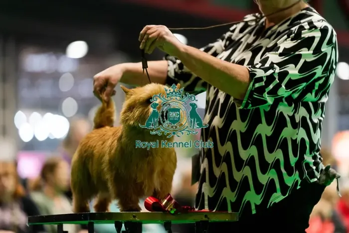 Framed Print : D-C-D-0-1-9-0 Crufts 2024 NEC Birmingham Terrier