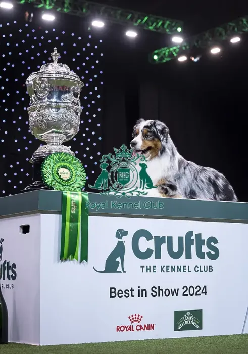 Framed Print : D-C-D-0-1-9-0 Crufts 2024 NEC Birmingham Terrier Framed Print : D-C-D-0-1-9-0 Crufts 2024 NEC Birmingham Terrier