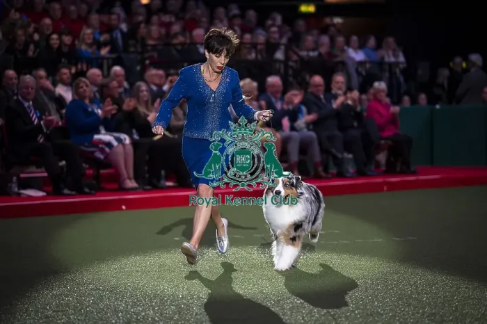 Framed Print : D-C-D-0-1-9-0 Crufts 2024 NEC Birmingham Terrier Framed Print : D-C-D-0-1-9-0 Crufts 2024 NEC Birmingham Terrier